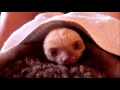 Baby Sloths Being Sloths - FUNNIEST Compilation