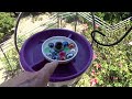How To Make Hanging Hummingbird ENDLESS Water Fountain Bird Bath EASY Solar Powered TOTALLY PORTABLE