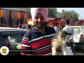 Biggest Dogs Puppy Recent Price Market In Punjab | 2023 Last Dog Market 😱