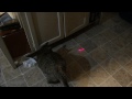 Cat Laser 2
