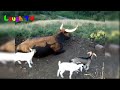 Cute Baby Goats - A Cutest And Funny  Goats Baby Videos Compilation|| NEW HD