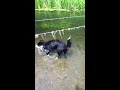 Bandit & misty playing in the river