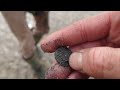 Detecting on a Scottish Beach , Silver coins