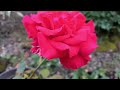 Finally the long wait has paid off || Perfect bloom of holland red rose || Happy Gardening