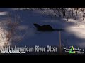 North American River Otter