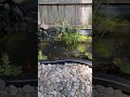 Relaxation Video by the Pond