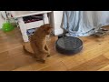Cat gets startled by Roomba