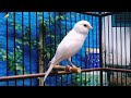 Canary's most powerful song for training!! Belgian canary singing