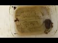catching frogs, small fish and bombardier beetles
