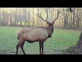The Best part of the Smoky Mountains! The Elk!!!