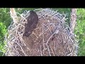 F46 returns to nest about 3 hours after fledging. Xcel Fort St. Vrain Eagles nest.  July 1st, 2022