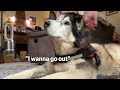 Husky Needs Best Friend’s Help To Find Missing Tail!