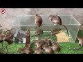 The best video I've ever seen | Top 10 piège à souris électrique | bonne idée piège à rats