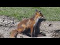 Wildlife Foxes - Oostvaardersplassen