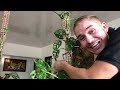 Asi se hace  un TUTOR PARA PLANTAS trepadoras. Tus plantas lo amaran.