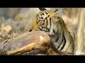 Starving Tiger Mom Pulls Off EPIC Ambush to Feed Cubs | Love Nature