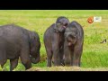 Rare Baby Elephant Twins | Wild Animals Sri Lanka