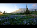 4K Wild Flowers of Mount Rainier with Nature Sounds - 3 HOUR