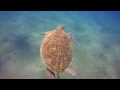 Beautiful Jellyfish eaten by a Sea Turtle