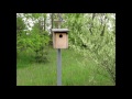 Mama Blue, Papa Blue and a Predator - Eastern Bluebirds/House Sparrow