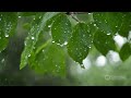 Ambient Sounds for Relaxation |   Calming Music and Ambient Rain Sounds for Relaxation 🌧️