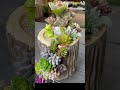 lindo arranjo com Suculentas. beautiful arrangement with succulents.