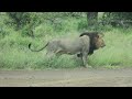 2 Beautiful MALE LIONS in Kruger National Park South Africa  - Part3
