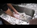 Cute Puppy Paddles in Empty Sink