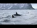 Swimming with Orcas in Norway on a 6 days Liveaboard Expedition with Orca Norway - November 2023