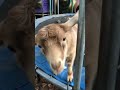Lil goat playin on trampoline
