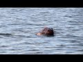 300lb Harbor Seal Near Seal Harbor Maine