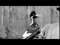 Ivory Billed Woodpecker Returns from Extinction