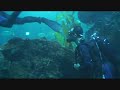 My Shark Dive in Bangkok's Aquarium; Ocean World