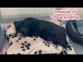 Cute senior dog snoring - Chica ASMR