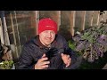 How To Grow Tomatoes Part 1 - Seed Starting And Germination