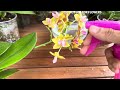 I poured it once! Orchids immediately have roots and flowers all year round in an easy way
