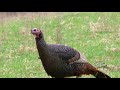 5 FACTS | Wild Turkey (True Facts)