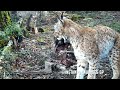 La mort d'un cerf sauve la vie d'un lynx blessé - instants sauvages SP 2021-03-25