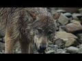 Wild Canada - The Wild West | Full Episode