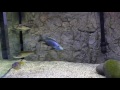Watch Fish Reproduce....Caught on Camera!!