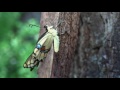 Giant Swallowtail emerging (eclosing) in real time (Papilio cresphontes)