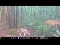 White Mountain National Forest Trail Cam Videos