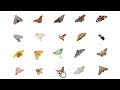 Types of Moths | Moth Species In English Language | Learn Moth Species