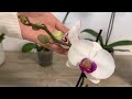 Do this to the orchid, it will bloom abundantly, it will produce lively hard leaves and healthy root