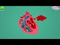 Human Blood Video | Blood Components | Blood Cells