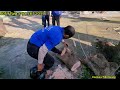 Chuyện lạ !! Vua Khỉ đem nguyên bó nhang leo lên cây để làm gì ? (2/2) Cutting nacre tree