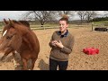 How To Teach A Horse To Come To You! (Easy Method)