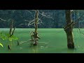 4K  Lake in the forest / Natural lake and birds singing