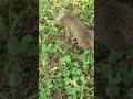 Squirrel gets stoned on mushrooms