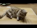 Friendly and Naughty Munchkin Cat